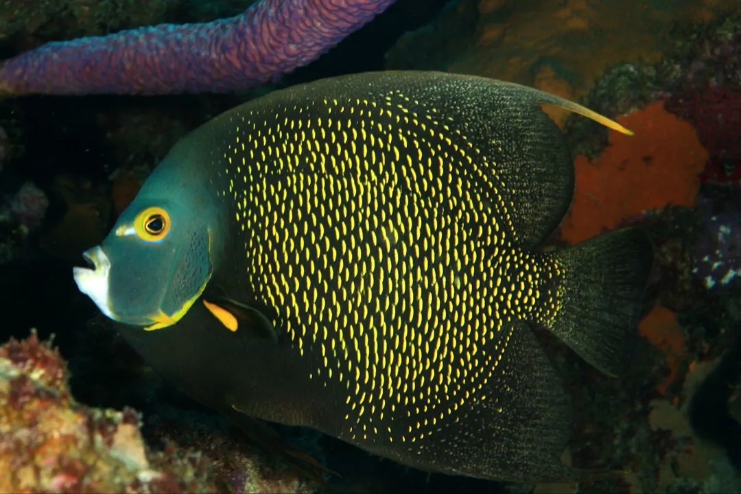 French Angelfish
