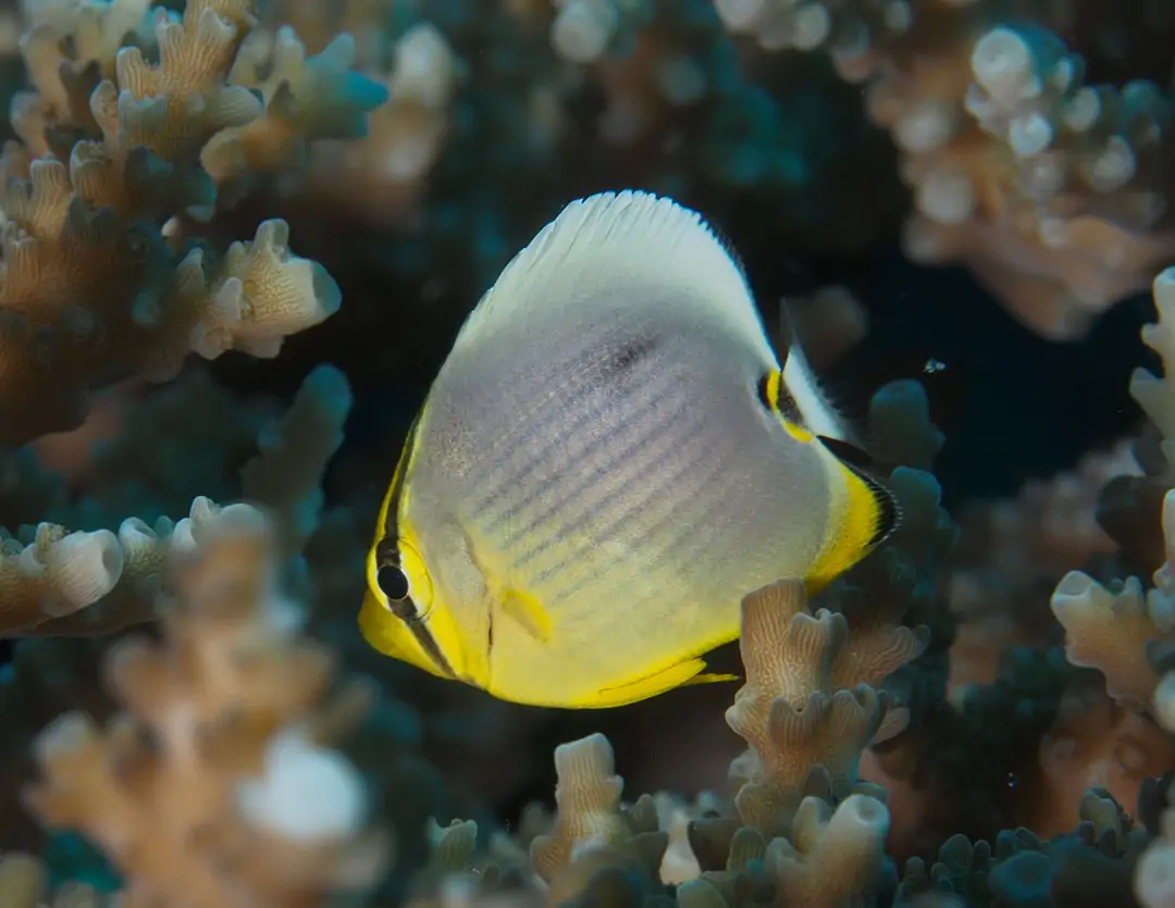 Seabook: Indian Redfin Butterflyfish (juvenile)