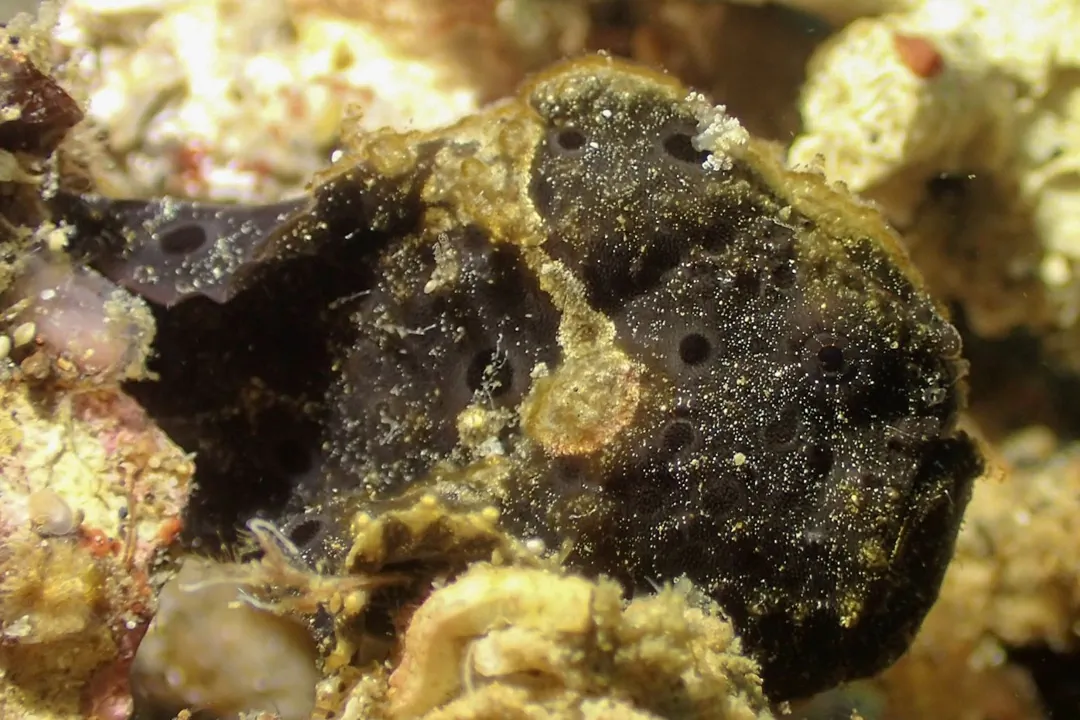 Painted Frogfish (black) (Antennarius pictus)