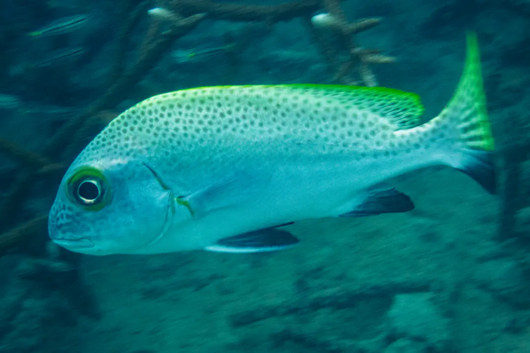 Blackfin Sweetlips