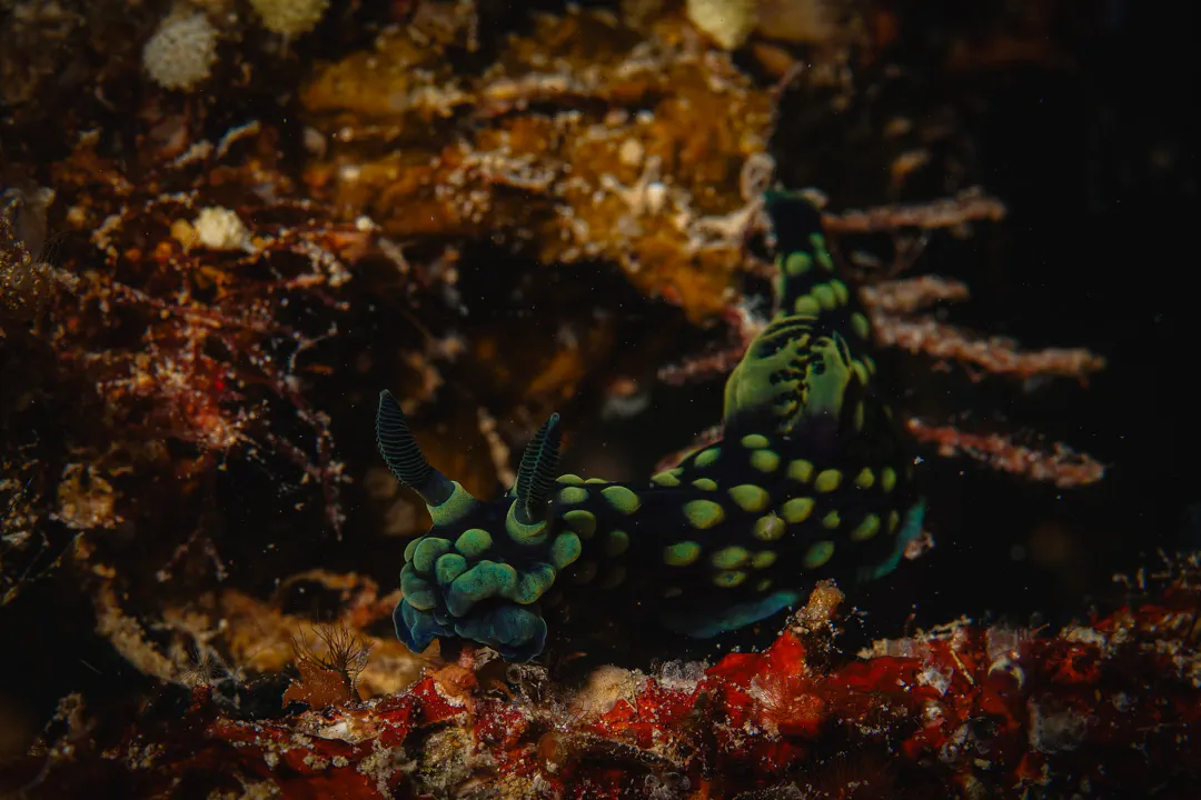 Crested Nembrotha
