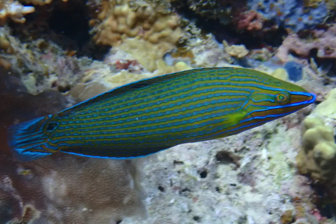 Tailspot Wrasse (Halichoeres richmondi)