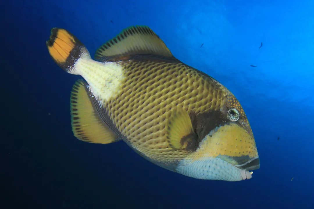 Titan Triggerfish