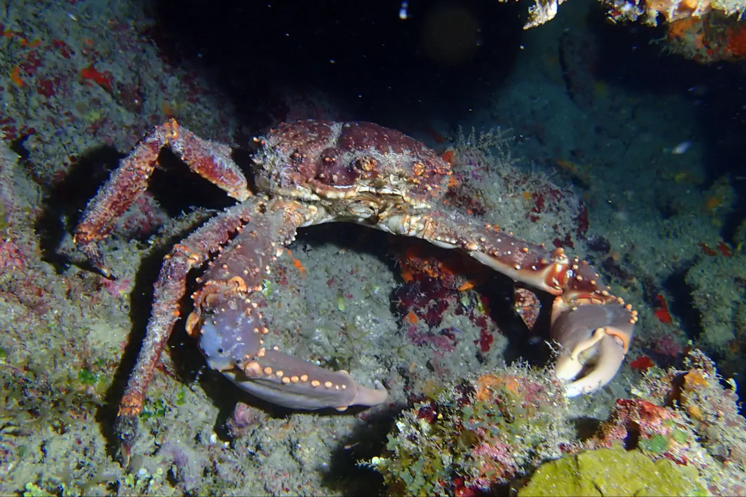 Channel Clinging Crab