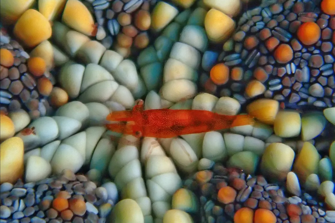Seastar Shrimp