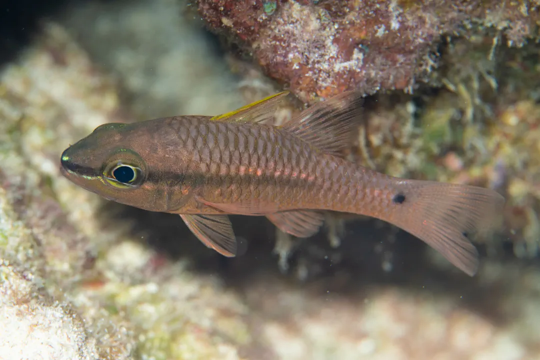 Iridescent Cardinalfish (Pristiapogon kallopterus)