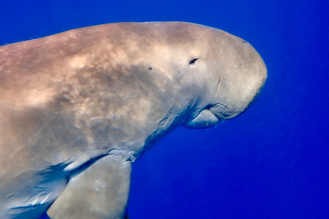Dugong (Dugong dugon)