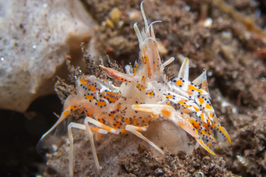 Spiny Tiger Shrimp (Phyllognathia ceratophthalma)