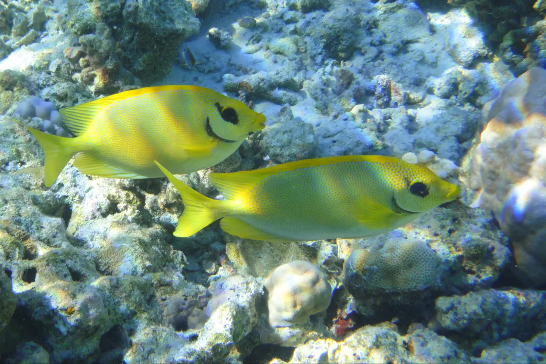 Coral Rabbitfish