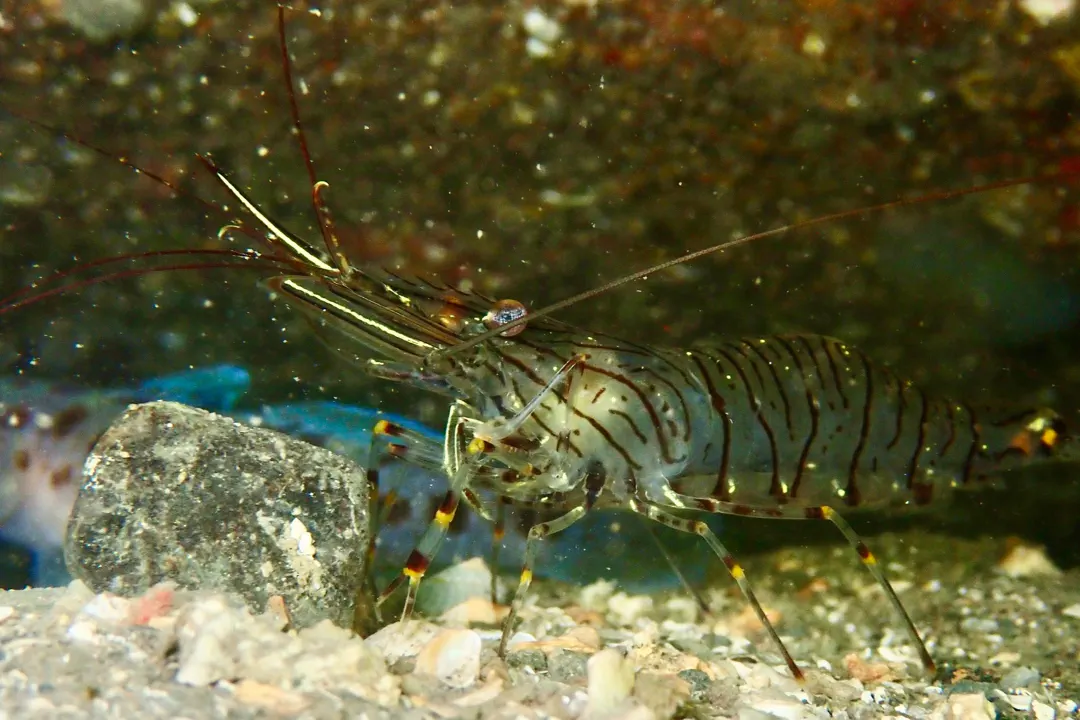 Common Prawn (Palaemon serratus)