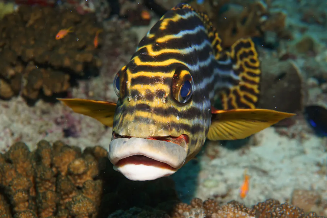 Indian Ocean Oriental Sweetlips (Plectorhinchus vittatus)