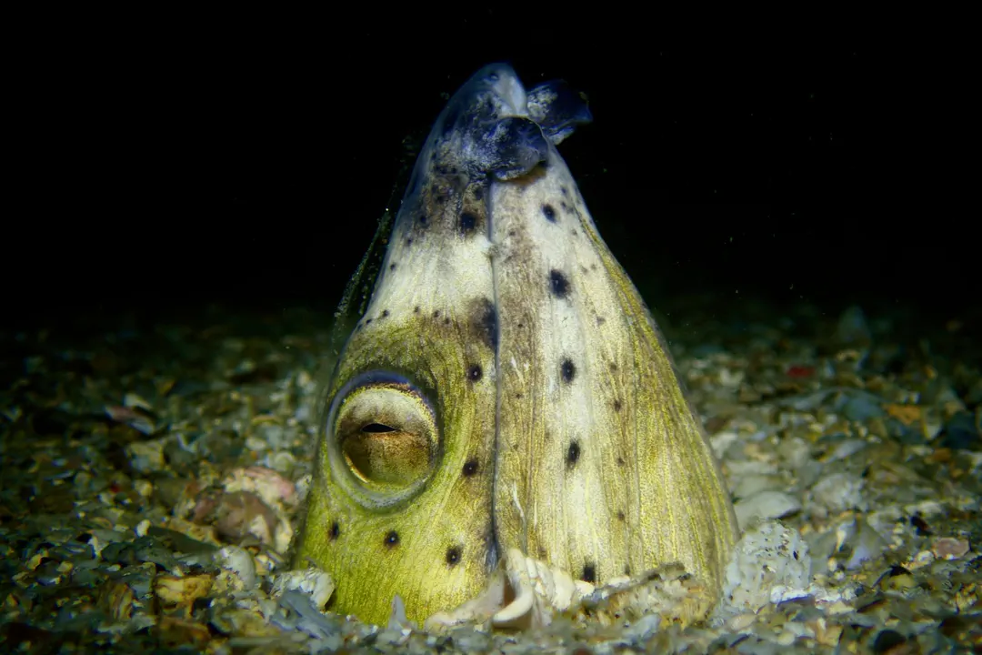 Highfin Snake Eel