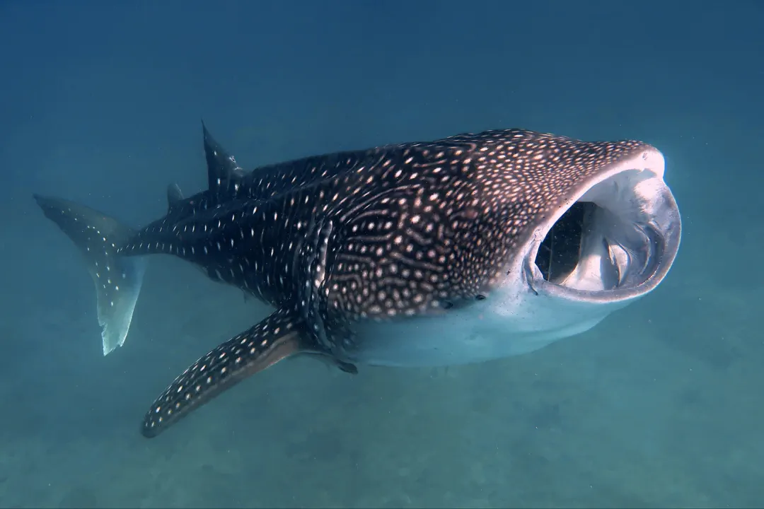 Sharks in the Maldives: Best Dive Sites and Seasons