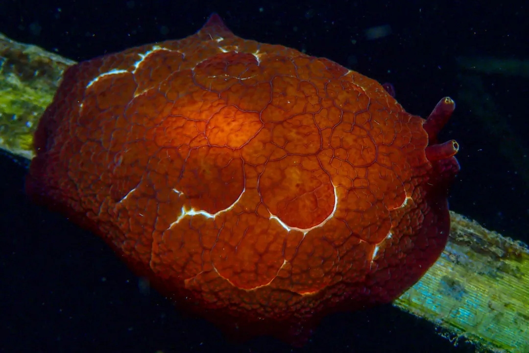 Forsskal's Pleurobranch
