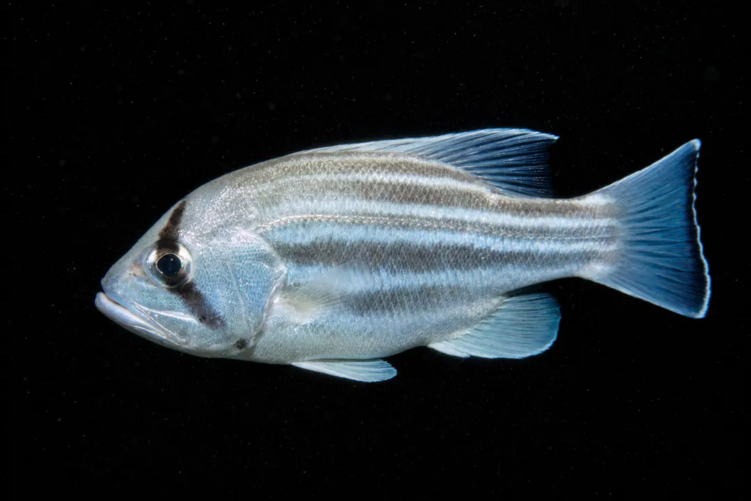 West Australian Dhufish