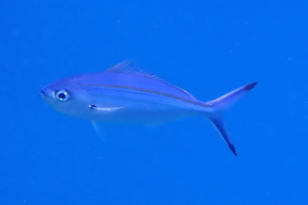 Variable-lined Fusilier (Caesio varilineata)