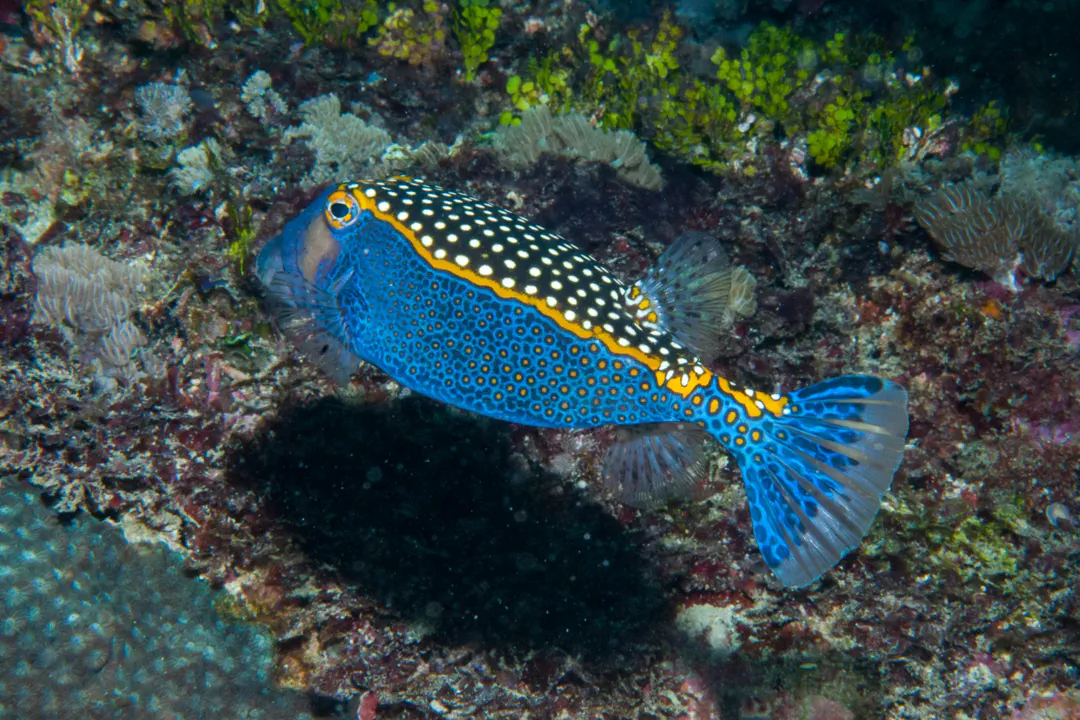 Spotted Boxfish (male)