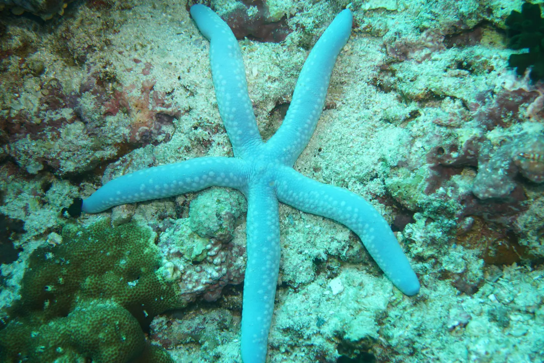 Blue Linckia