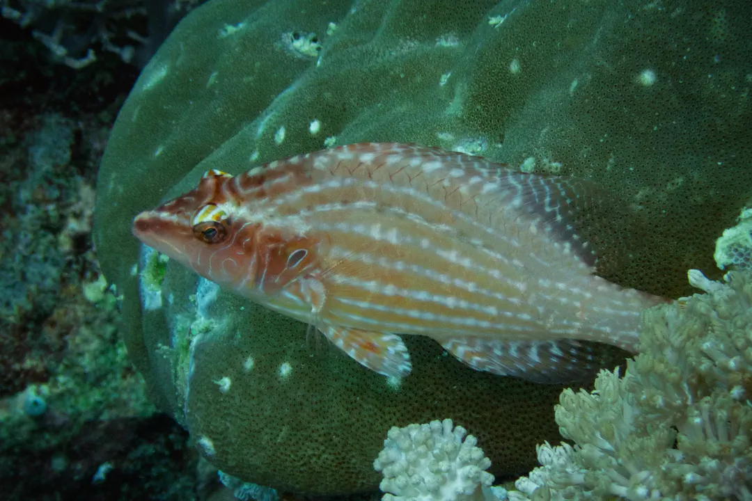 Cockerel Wrasse