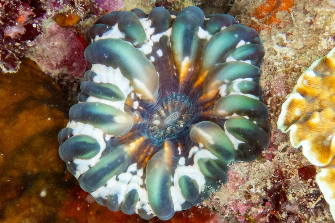Button Coral (Cynarina lacrymalis)