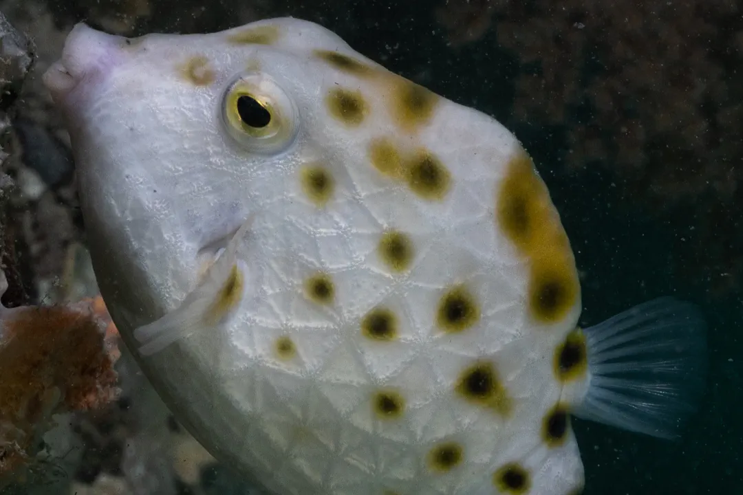 Western Smooth Boxfish (Anoplocapros amygdaloides)