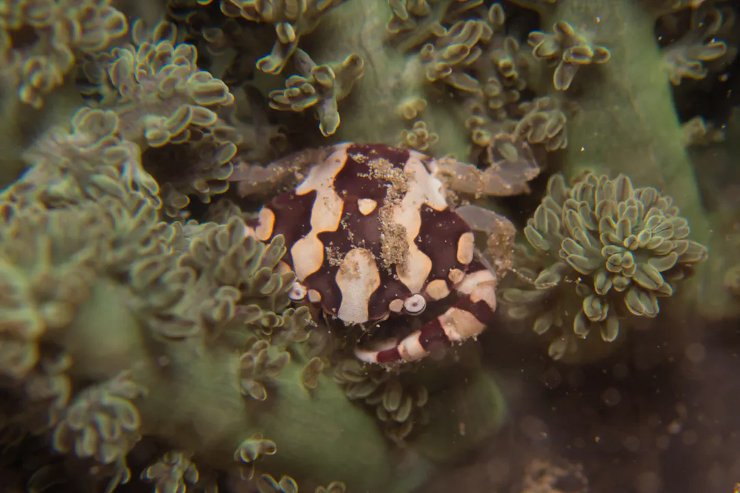 Harlequin Swimming Crab