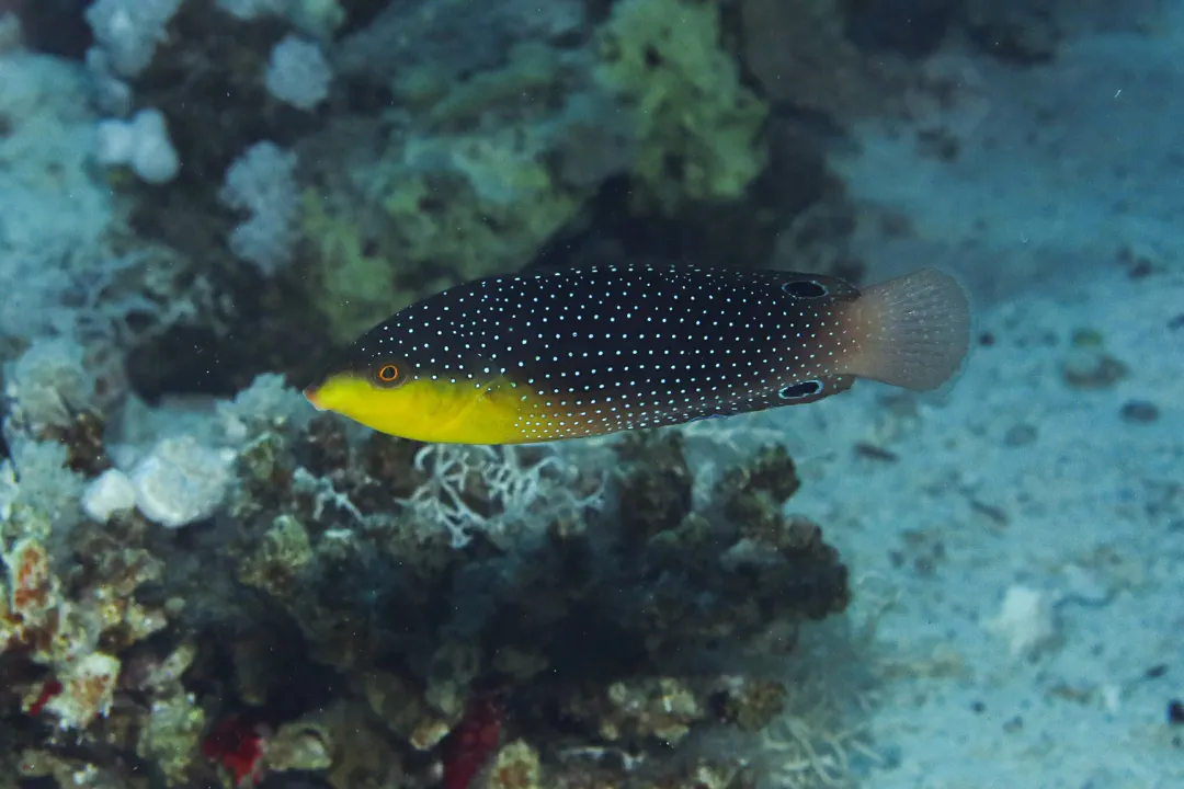 Yellowbreast Wrasse (Anampses twistii)