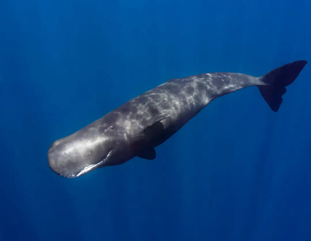 Seabook: Sperm Whale