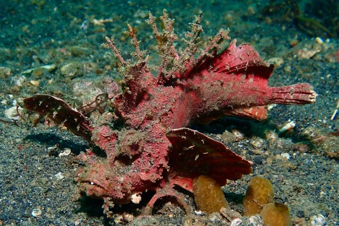 Devil Stinger (red)