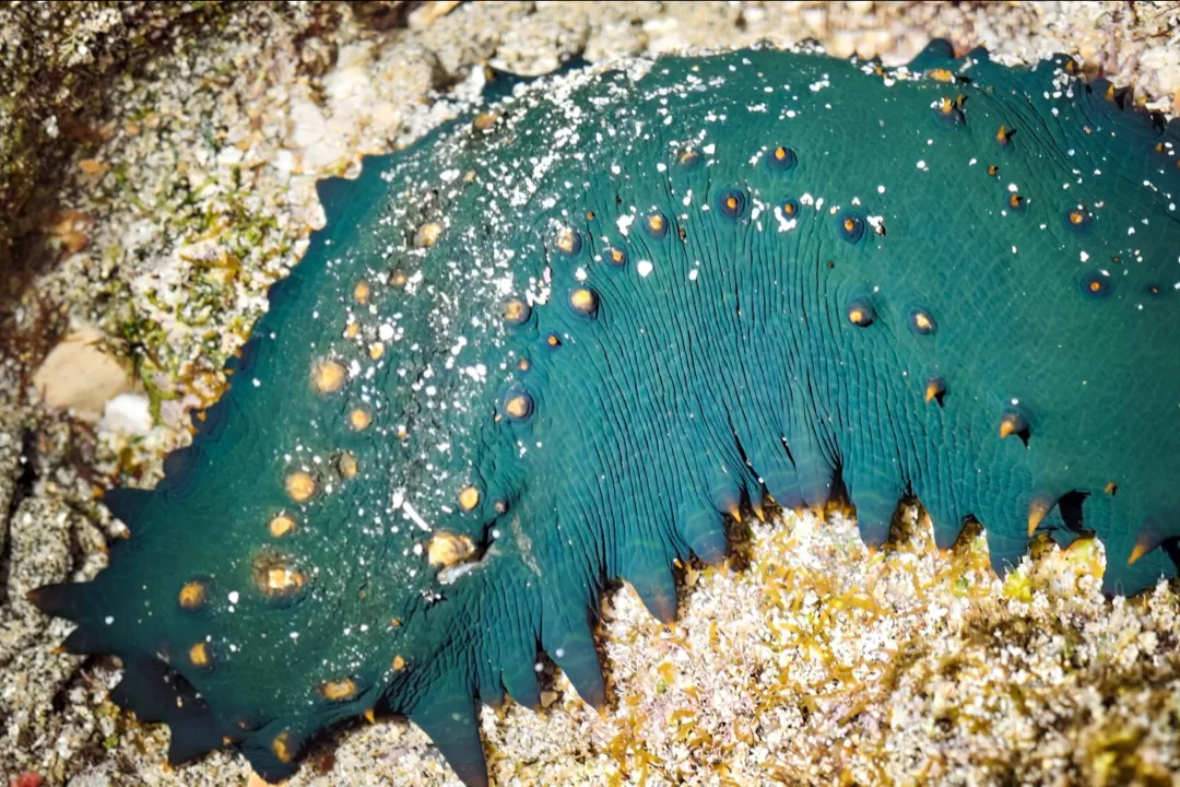 Spiky Sea Cucumber (Stichopus chloronotus)