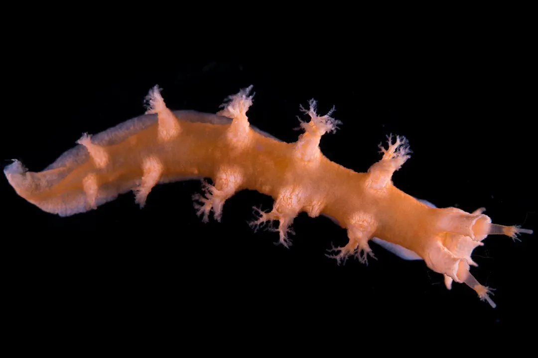 Whip Fan Nudibranch (Tritonia nilsodhneri)