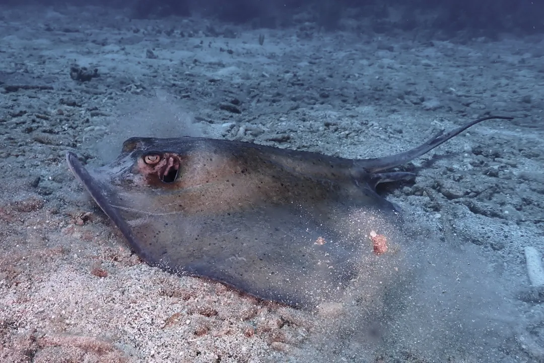 Southern Stingray