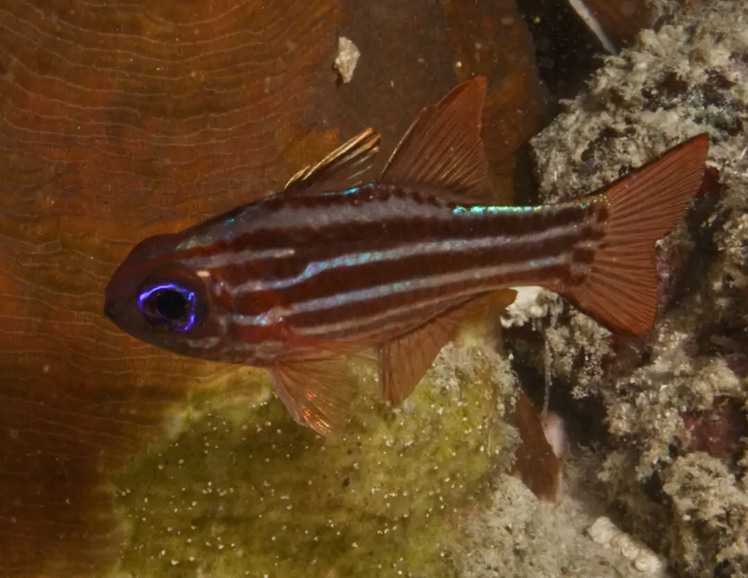 Seabook: Blue-eye Cardinalfish