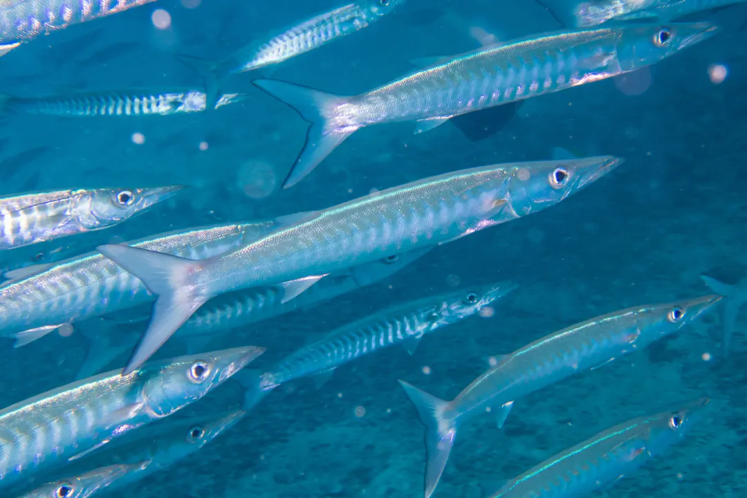 Blackfin Barracuda