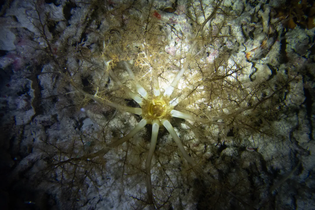 Large Burrowing Sea Cucumber