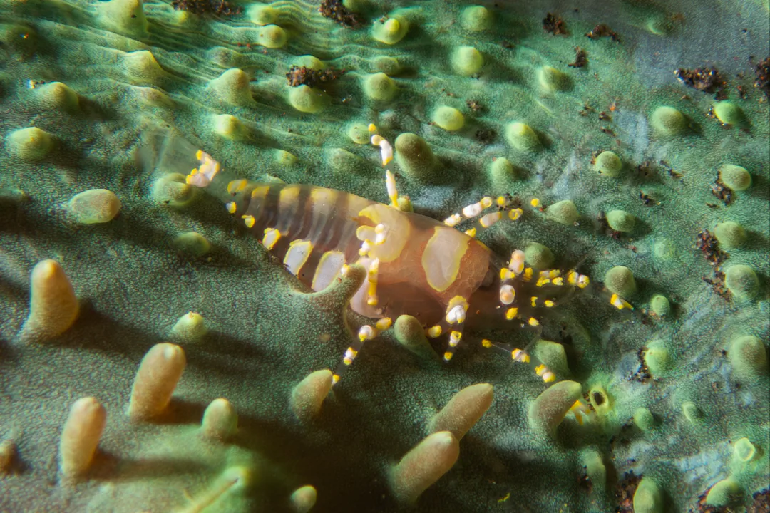 Disc Anemone Shrimp (Pliopontonia furtiva)