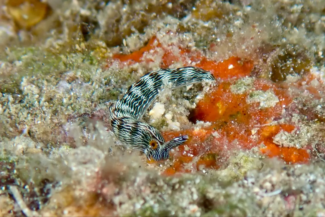 Slender Sapsucking Slug (Thuridilla gracilis)