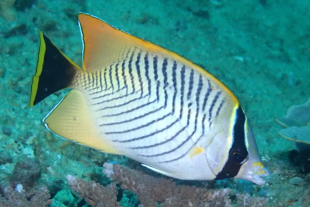 Chevron Butterflyfish