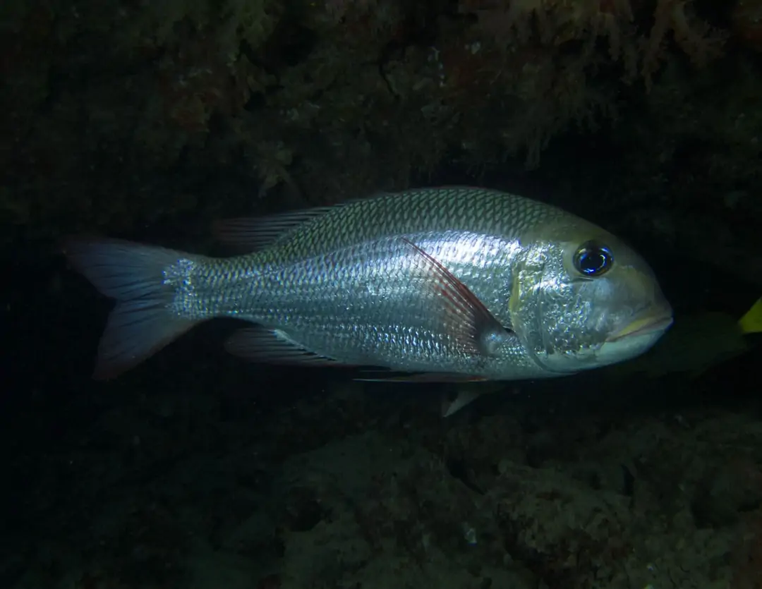 Seabook: Humpnose Bigeye Bream