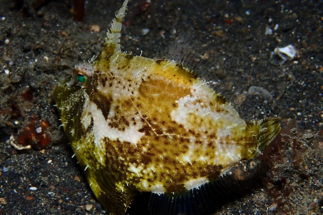 Strapweed Filefish (juvenile) (Pseudomonacanthus macrurus)
