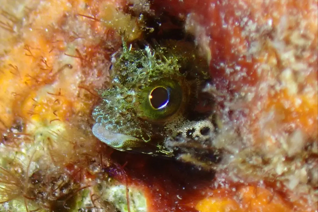 Secretary Blenny (Acanthemblemaria maria)