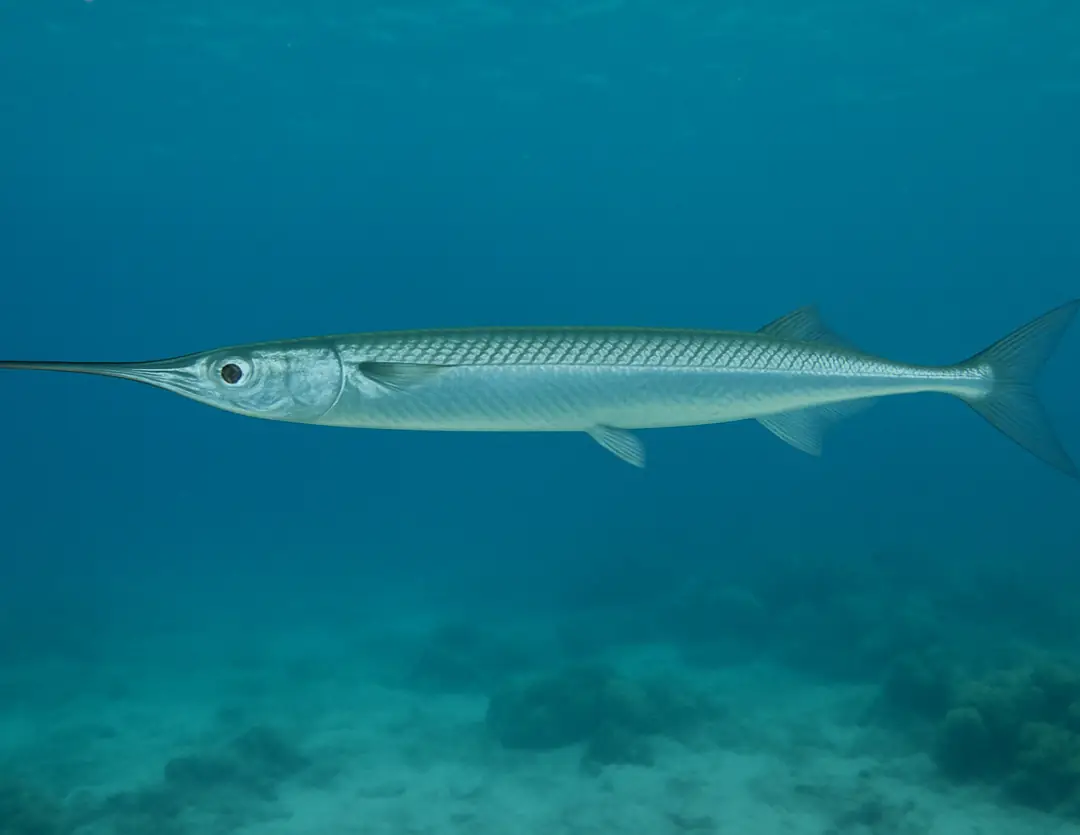 Eastern Sea Garfish (Hyporhamphus australis)