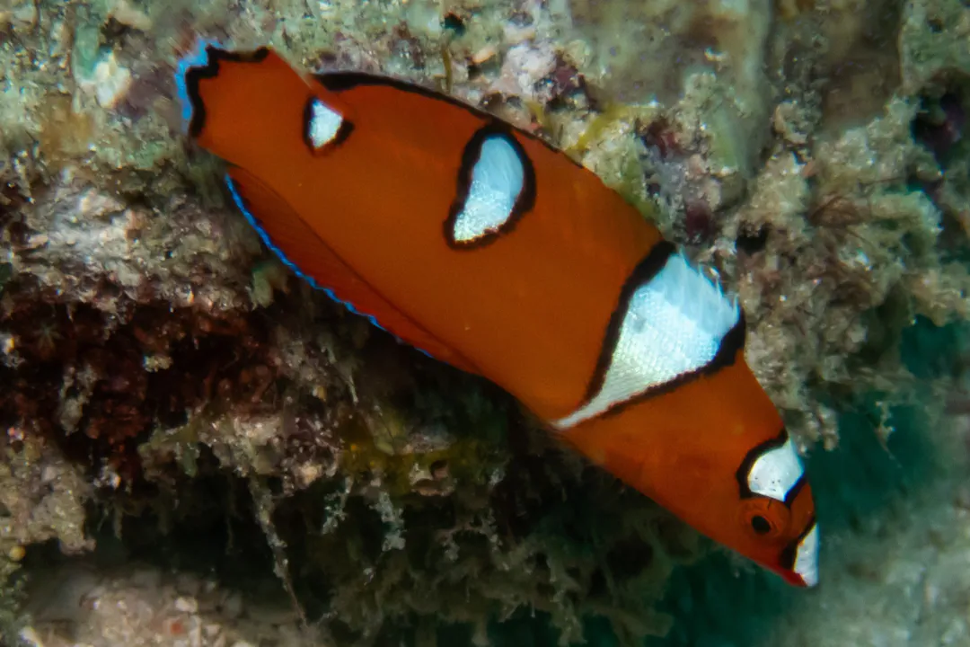 Yellowtail Coris (juvenile) (Coris gaimard)