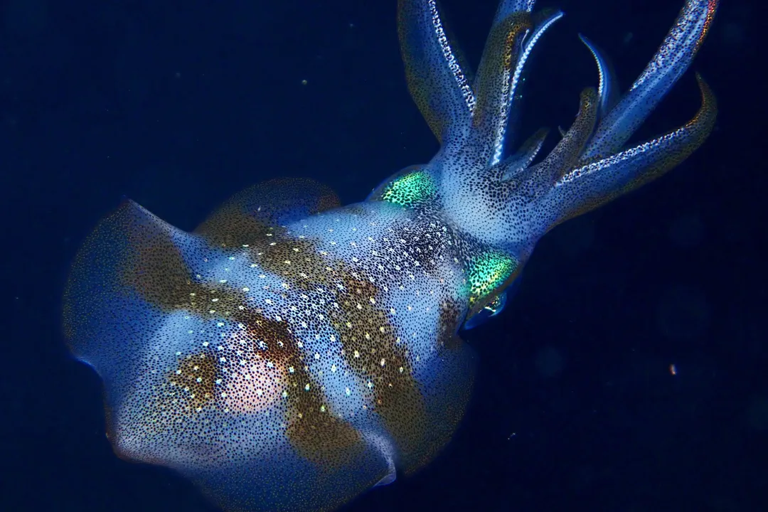 Bigfin Reef Squid