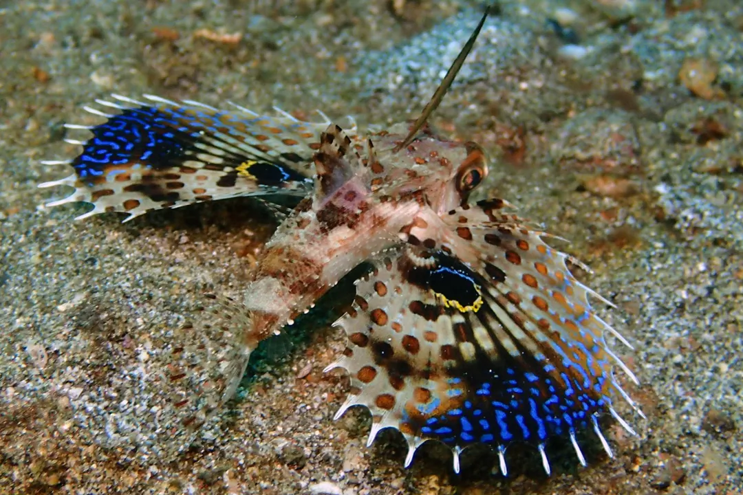 Oriental Flying Gurnard (juvenile) (Dactyloptena orientalis)