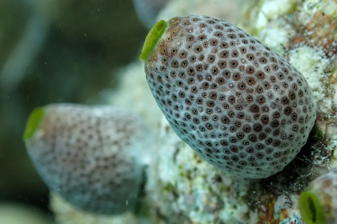 Green Barrel Sea Squirt (Didemnum molle)