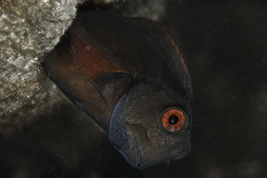 Brown Coral Blenny