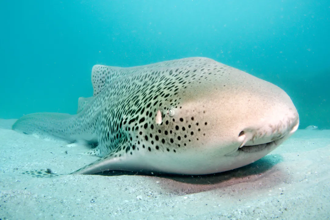 Zebra Shark