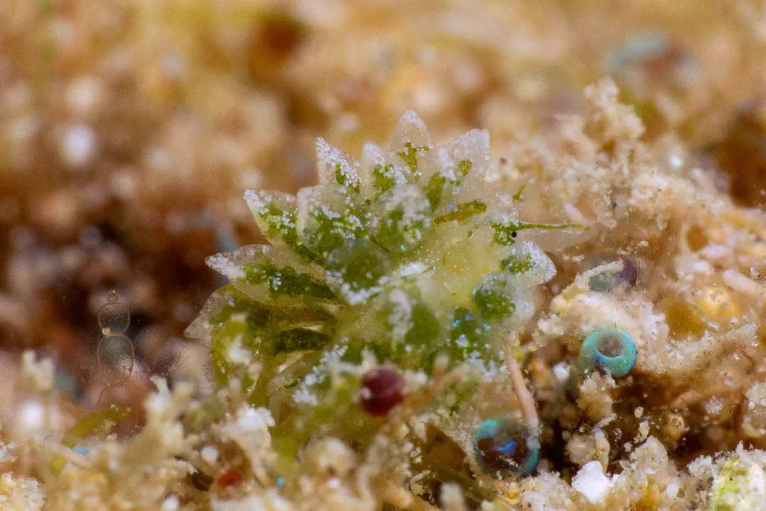 Ercolania coerulea (Ercolania coerulea)