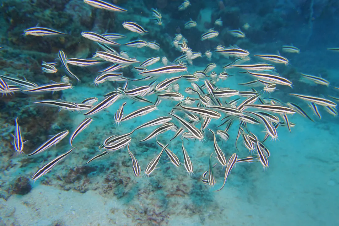 Striped Eel Catfish (Plotosus lineatus)